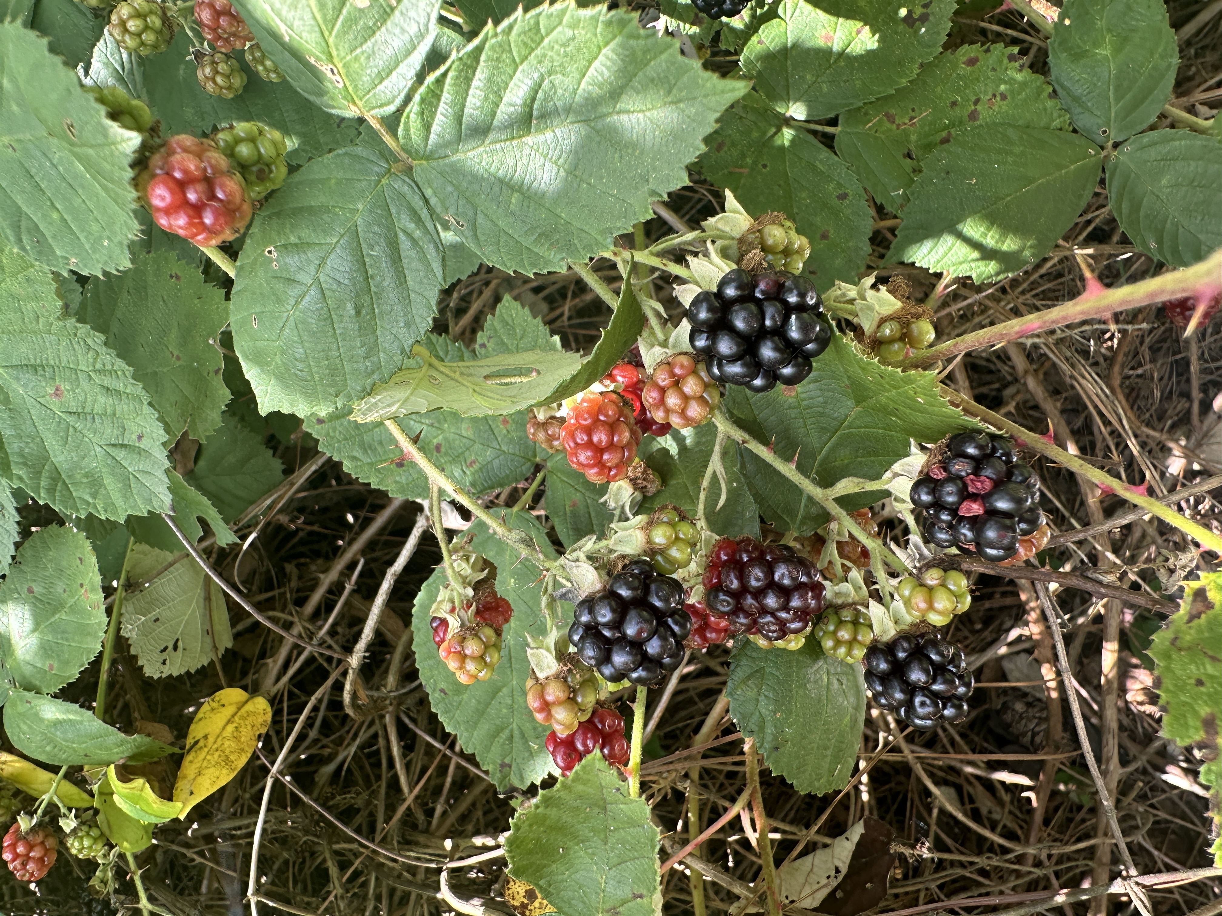 Fruit 25